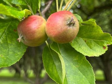 Nous profitons de ce premier jour de l’été ☀️ pour vous emmener faire un tour du verger 🌳🌳

La floraison 🌸 continue pour les variétés tardives comme la bedan...