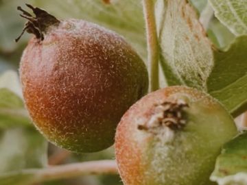 Le printemps est vraiment un moment à part dans l’année, où tout recommence et s’émerveille à chaque fois. 
On vous emmène pour un petit tour au verger. 
La...