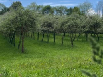 ☀️🌳Le printemps s’est bien installé dans le verger, beaucoup de pommiers sont en fleur 🌸, les abeilles et les bourdons butinent 🐝

Nous sommes déjà pressés...