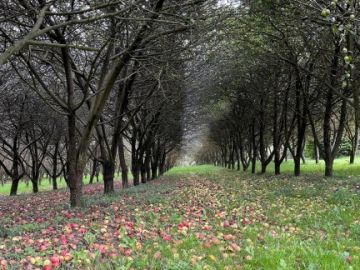 Millésime 2023 - Semaine #2

La récolte et le pressage des pommes continuent 😃Plusieurs fois par semaine, nous faisons le tour du verger afin de contrôler...