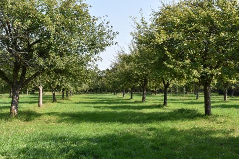 Diverses variétés de pommes