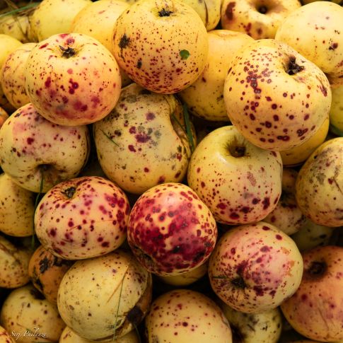 La Maison Séhédic, producteur récoltant de cidre