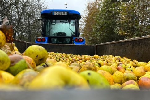 Récolte des pommes à cidre