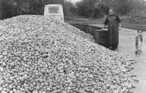 Début de la production de cidre