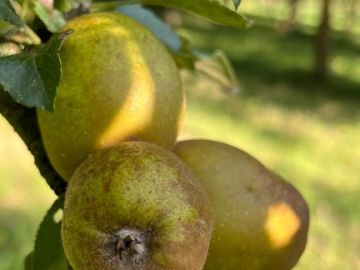 On vous emmène pour un petit tour de notre verger 🌳🌳 de La Forêt-Fouesnant où la météo plus clémente du mois d’Août a permis à nos pommes 🍎 de prendre...